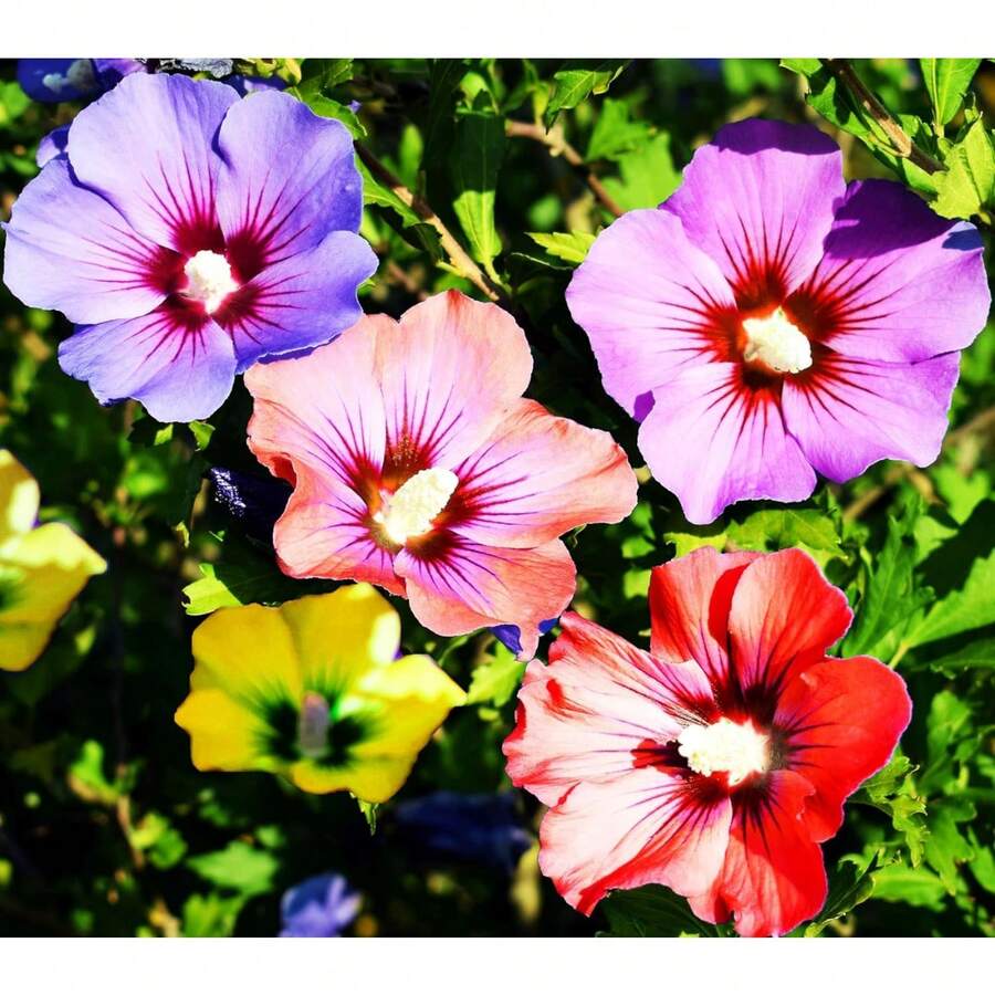 200 Semillas de Hibisco - Blanco, Rosa, Morado, Rojo, Arbusto Perenne Grande, No Modificado Genéticamente, para Interiores y Exteriores - 200 - Ver 1