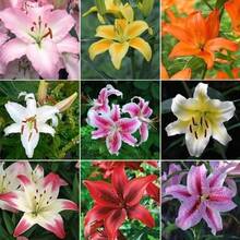 Semillas de ipoméa, flores perennes para exteriores, plantas perennes de cobertura del suelo, hierbas trepadoras, plantas de interior y exterior, flores para plantar, plantas herbáceas, jardinería, adecuado para amantes de las plantas como un regalo de la naturaleza, entrega local. - 100 piezas/semillas - Ver 2