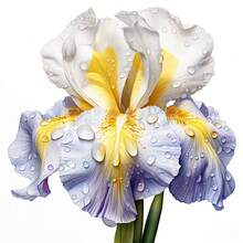 Semillas de Flores David's Garden, Iris Nativo Americano Silvestre, 100 Semillas - 8 - Ver 12