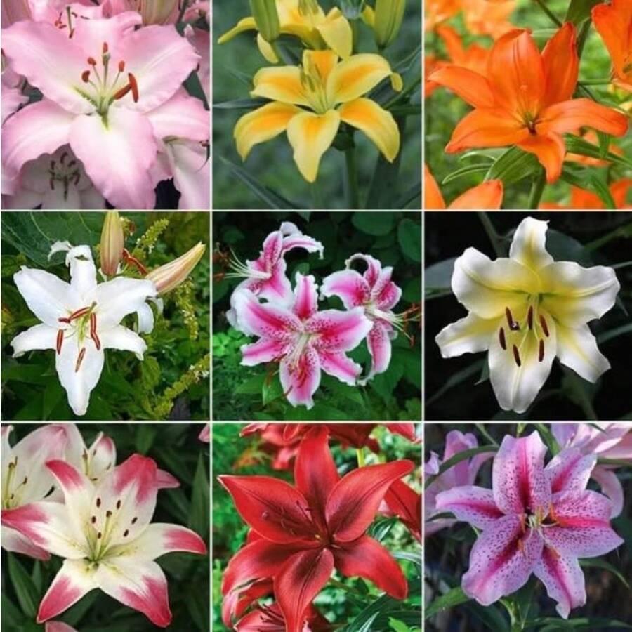 Semillas de ipoméa, flores perennes para exteriores, plantas perennes de cobertura del suelo, hierbas trepadoras, plantas de interior y exterior, flores para plantar, plantas herbáceas, jardinería, adecuado para amantes de las plantas como un regalo de la naturaleza, entrega local. - 100 piezas/semillas - Ver 1