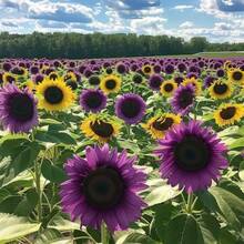 20 piezas.Raras Semillas de Girasol Morado, Cultivo de Brillo Púrpura, Variedad Tradicional - Opción 1 - Ver 1