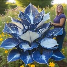 Semillas de Hosta (Paquete de 100) Planta Perenne que Ofrece Espectaculares Espectáculos en el Jardín - 100 semi - Ver 2