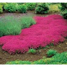Mezcla de Semillas de Tomillo Trepador, Semillas de Plantas Cubre Suelo para Plantar Flores Auténticas, Alta Tasa de Germinación - 50 unidades/semillas - Ver 7