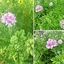 Más de 1000 Semillas de Citronella - Semillas de Plantas de Citronella, Variedad Familiar para Cultivo en Jardín, Perennes, Verdes - 1000 - Ver 1