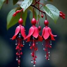 100 Semillas de Flor Fucsia para Plantar en Interiores y Exteriores - Versátiles, Resistentes, Ideales para Bonsáis en Maceta, Perfectas para Decoración de Jardines Domésticos - 100 piezas (D004 # 5) - Ver 5