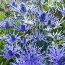 286 High Quality Flower Seeds And Floral Art Set - 286 - 查看 2
