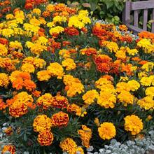 Más de 300 Semillas de Caléndula de Colores Variados para Plantar - Ilumina tu Jardín y tu Vida - 300 - Ver 7