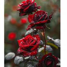 Oferta de descuento: 200 semillas de rosas negras y rojas raras para plantar - semillas de flores exóticas y raras.Plantas de jardín frescas, resistentes al invierno, fragantes y llamativas para atraer abejas. - 200 piezas - Ver 4