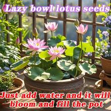 10 piezas de semillas de loto preplantadas en macetas de colores variados - listas para plantar de inmediato, adecuadas para jardines de acuarios interiores y exteriores, incluye guía de plantación, son fáciles de cultivar y requieren un cuidado mínimo. - 10 unidades - Ver 2