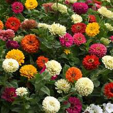La planta de flores de colores variados es adecuada para plantar en jardines exteriores, como flores decorativas de interior para crear tu propio hermoso jardín, y para decoración exterior en primavera. - 50 piezas - Ver 4