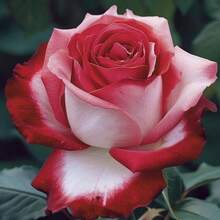 100 piezas de semillas de rosas rojas y blancas para plantar semillas de flores perennes raras, ideales para semillas de jardín exterior y semillas de flores cortadas, regalo perfecto. - 100 unidades (M001#3) - Ver 2
