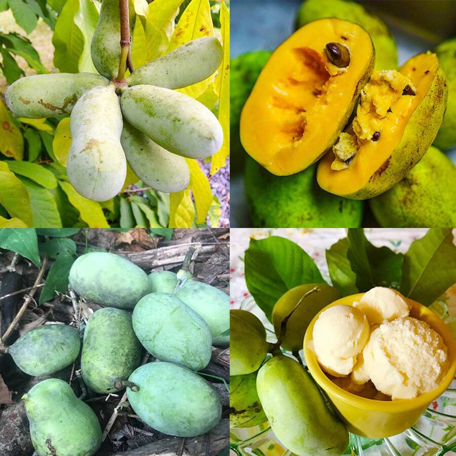 Pawpaw Fruit Tree Seeds - 3 Pieces - For Home Growing - 3 - View 1