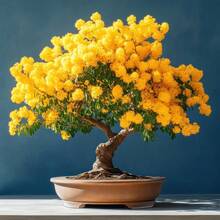 Semillas de acacia, flores perennes de exterior, plantas perennes de cobertura del suelo, gramíneas trepadoras, plantas de interior y exterior, plantación de flores, jardinería, adecuado para amantes de las plantas como un regalo de la naturaleza, entrega local. - 50 piezas/semillas - Ver 1