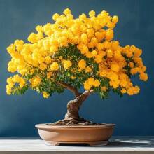 Semillas de acacia, flores perennes de exterior, plantas perennes de cobertura del suelo, gramíneas trepadoras, plantas de interior y exterior, plantación de flores, jardinería, adecuado para amantes de las plantas como un regalo de la naturaleza, entrega local. - 50 piezas/semillas - Ver 4