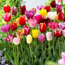 Oferta de descuento: 200 semillas de rosas negras y rojas raras para plantar - semillas de flores exóticas y raras.Plantas de jardín frescas, resistentes al invierno, fragantes y llamativas para atraer abejas. - 200 piezas - Ver 6