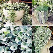100 Semillas de Esmeralda Silver Falls, Semillas de Flores Perennes para Exteriores, Semillas de Plantas Perennes para Cubrir el Suelo, Semillas de Césped Trepador, Plantas de Interior y Exterior, Semillas para Plantar Flores, Semillas de Hierbas, Semillas de Vegetales, Semillas de Frutas, Semillas para Jardinería y Horticultura, Entrega Local - 100 semillas - Ver 7