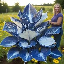 Semillas de Hosta (Paquete de 100) Planta Perenne que Ofrece Espectaculares Espectáculos en el Jardín - 100 semi - Ver 4