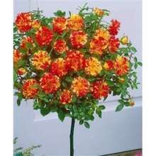 Fácil de Cultivar, Alta Tasa de Germinación, Rosa Cola de Fénix y Rosa de Flor Grande de Cuatro Estaciones - 100 - Ver 7