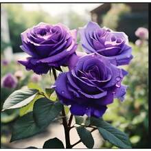 Semillas de Rosas de Cuatro Estaciones, Fáciles de Cultivar, Semillas de Rosas Moradas Románticas, Variedad de Semillas de Rosas Moradas - 100 semillas - Ver 5