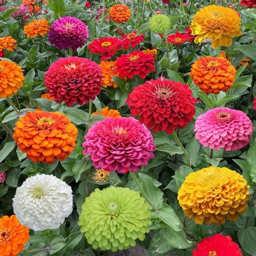 Outdoor Decor - SEED - View 1