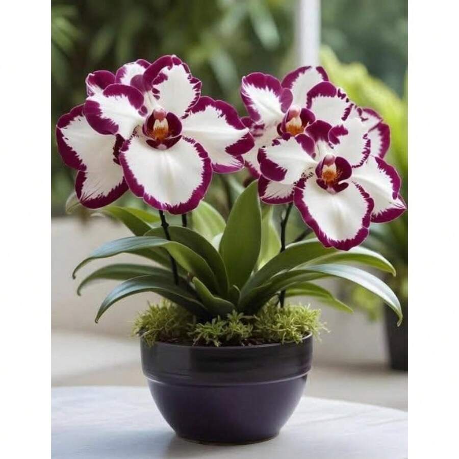 Orquídea en maceta de floración prolongada, tolerante a la sequía, amante del sol, versátil para interiores y exteriores – Hermosa y atractiva decoración - 100 unidades de e.e.ds - Ver 1