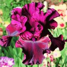 50 semillas de iris mezcladas con espectaculares plantas perennes, fragante y rara flor de la bandera siberiana de dos colores azul mágico. - 50 - Ver 2