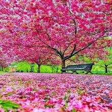 20 Japanese Cherry Blossom Seeds - 20pcs - 查看 10