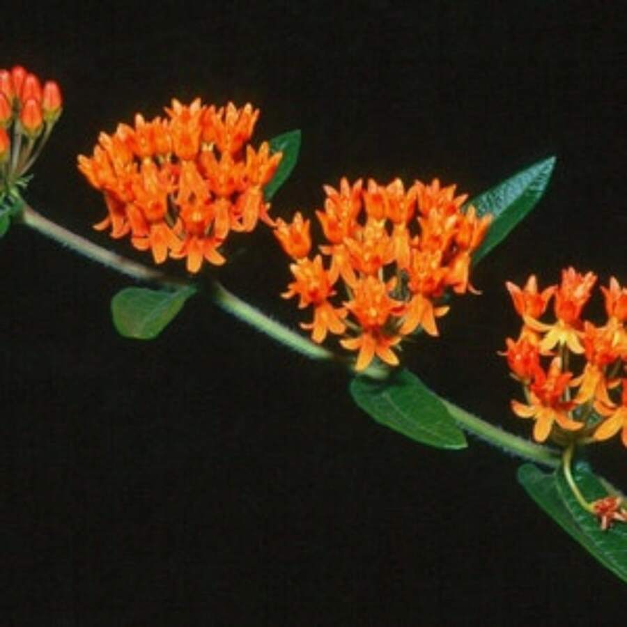 Asclepias tuberosa, Mariposa de leche, 25 semillas, flor silvestre fácil de cultivar, perenne en todas las zonas, mariposa monarca, tolerante a la sequía - Variante 1 - Ver 1