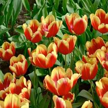 Semillas de rosas, semillas de flores perennes para exteriores, semillas de cobertura de suelo perennes, semillas de césped trepador, plantas de interior y exterior, semillas de flores para plantar, semillas de jardín y horticultura, entrega local. - 100 piezas/semillas - Ver 1