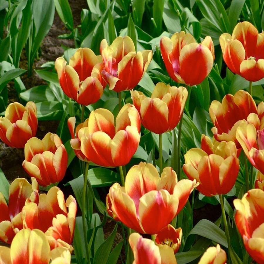 Semillas de rosas, semillas de flores perennes para exteriores, semillas de cobertura de suelo perennes, semillas de césped trepador, plantas de interior y exterior, semillas de flores para plantar, semillas de jardín y horticultura, entrega local. - 100 piezas/semillas - Ver 1