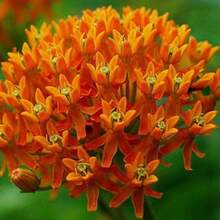 Asclepias tuberosa, Mariposa de leche, 25 semillas, flor silvestre fácil de cultivar, perenne en todas las zonas, mariposa monarca, tolerante a la sequía - Variante 1 - Ver 2