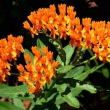 Asclepias tuberosa, Mariposa de leche, 25 semillas, flor silvestre fácil de cultivar, perenne en todas las zonas, mariposa monarca, tolerante a la sequía - Variante 1 - Ver 5