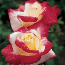 254 piezas de semillas de rosa té mixtas - Impresionantes flores rojas y blancas, perfectas para bordes de jardín y arreglos florales, con un período de floración de 2 años que requiere drenar la tierra. - 254 - Ver 4
