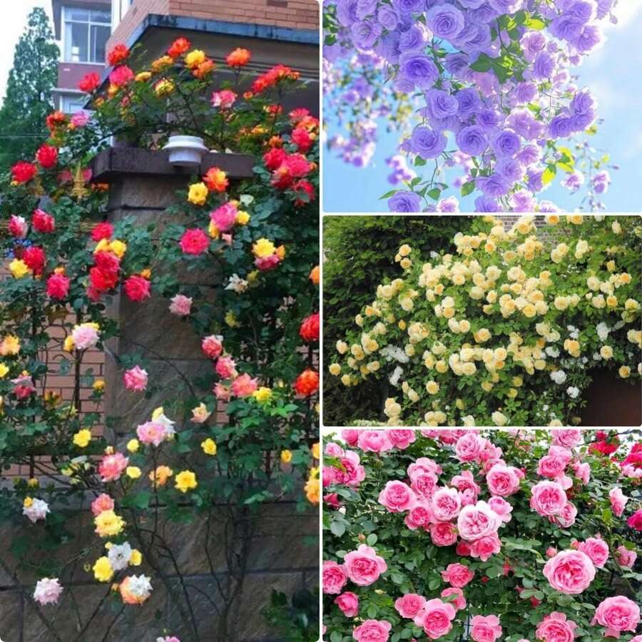 Semillas de Rosa Trepadora - 150 Semillas Mixtas de Rosa Trepadora, Flores Ornamentales de Larga Floración para Exteriores - 150 - Ver 1