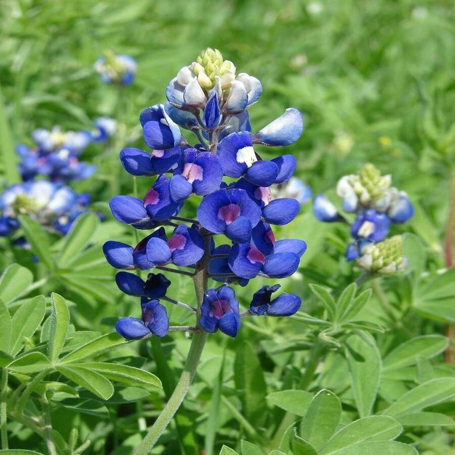 Outdoor Decor - SEED - View 1