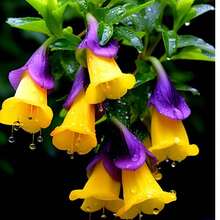 280 piezas de semillas de planta de colibrí trompetero - Semillas de colibrí trompetero no transgénicas, semillas de flores tradicionales - 280 - Ver 1