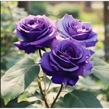 Semillas de Rosas de Cuatro Estaciones, Fáciles de Cultivar, Semillas de Rosas Moradas Románticas, Variedad de Semillas de Rosas Moradas - 100 semillas - Ver 4