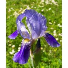 50 semillas de iris mezcladas con espectaculares plantas perennes, fragante y rara flor de la bandera siberiana de dos colores azul mágico. - 50 - Ver 1