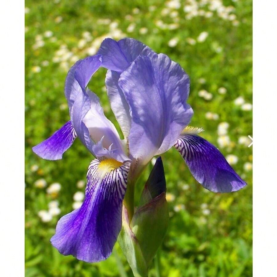 50 semillas de iris mezcladas con espectaculares plantas perennes, fragante y rara flor de la bandera siberiana de dos colores azul mágico. - 50 - Ver 1