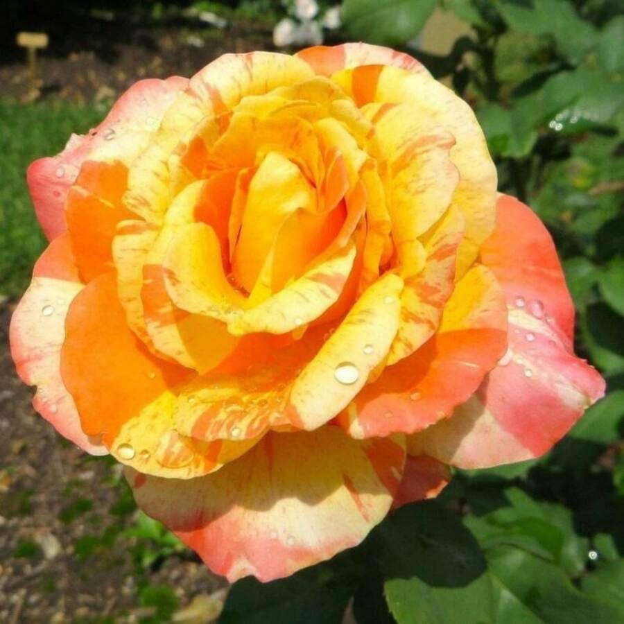 150 semillas de rosas moteadas de color amarillo anaranjado, semillas de flores de arbusto perenne - 150 unidades - Ver 1