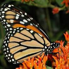 Asclepias tuberosa, Mariposa de leche, 25 semillas, flor silvestre fácil de cultivar, perenne en todas las zonas, mariposa monarca, tolerante a la sequía - Variante 1 - Ver 7