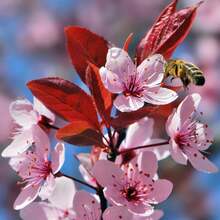 Semillas de Prunus Cerasifera (Ciruela Cereza) Ornamentales y Comestibles, Utilizadas en Mermeladas, Gelatinas, Borduras de Jardín y Exteriores, Más de 200 Semillas de Flores de Garden - 100 unidades - Ver 2