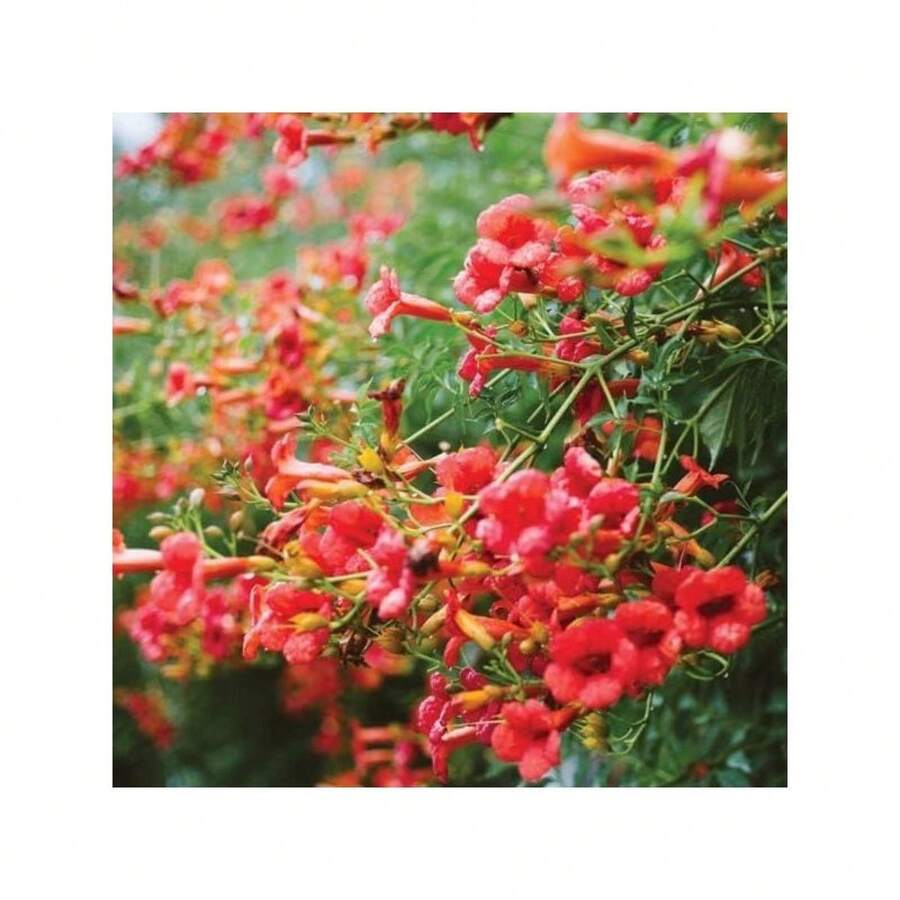 Más de 100 semillas de Campsis radicans (trompeta de la selva) - semillas - Ver 1