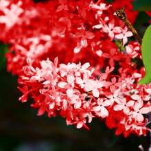 Semillas de lila roja rara para plantar, semillas de flor de lila francesa fragante Syringa, plantas de arbusto perennes, semillas de flores para jardín al aire libre - 25 - Ver 6