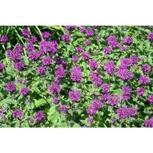 243 piezas de semillas de flor de miel morada - 243 - Ver 3