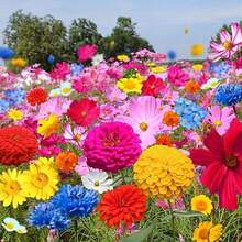 Mezcla de Semillas de Flores Resistentes al Frío de Varios Años - Semillas de Jardín de Herencia Diversificadas para un Patio Vibrante y Siempre Floreciente 250pcs - 250 unidades - Ver 7
