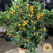 Kumquat Tree Seedling,Ideal For Patio, Garden, Yard & Potted Planting - One Healthy Seedling - View 10