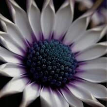 Más de 100 semillas de flores coloridas de margarita azul rara para plantas de jardín. Semillas de Margarita Africana Azul Púrpura Rara para Plantar. - 100 - Ver 1