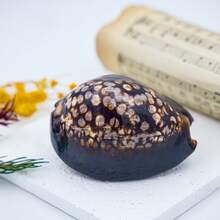 Natural Conch Shell, Turtle Shell, Treasure Snail Specimen, Snail Handle, Fish Tank, Landscape Decoration, Mediterranean Home Collection, Home Decoration, Home Decoration Fish Watermelon Snails, Natural Seashells, Conch Fish Tank, Landscape Design, And Creative Succulent Potted Plant Ornaments With Crab Breeding Shells For Shell Dwelling Fish - 1PC - View 6