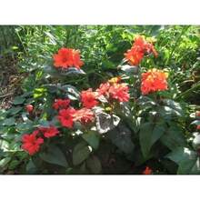 Fácil de Mantener: Semillas de Flor VESUVIUS CAMPION Red Orange Lychnis Arkwrightii Flytrap para Decoración de Patio y Jardín - Variante 1 - Ver 3